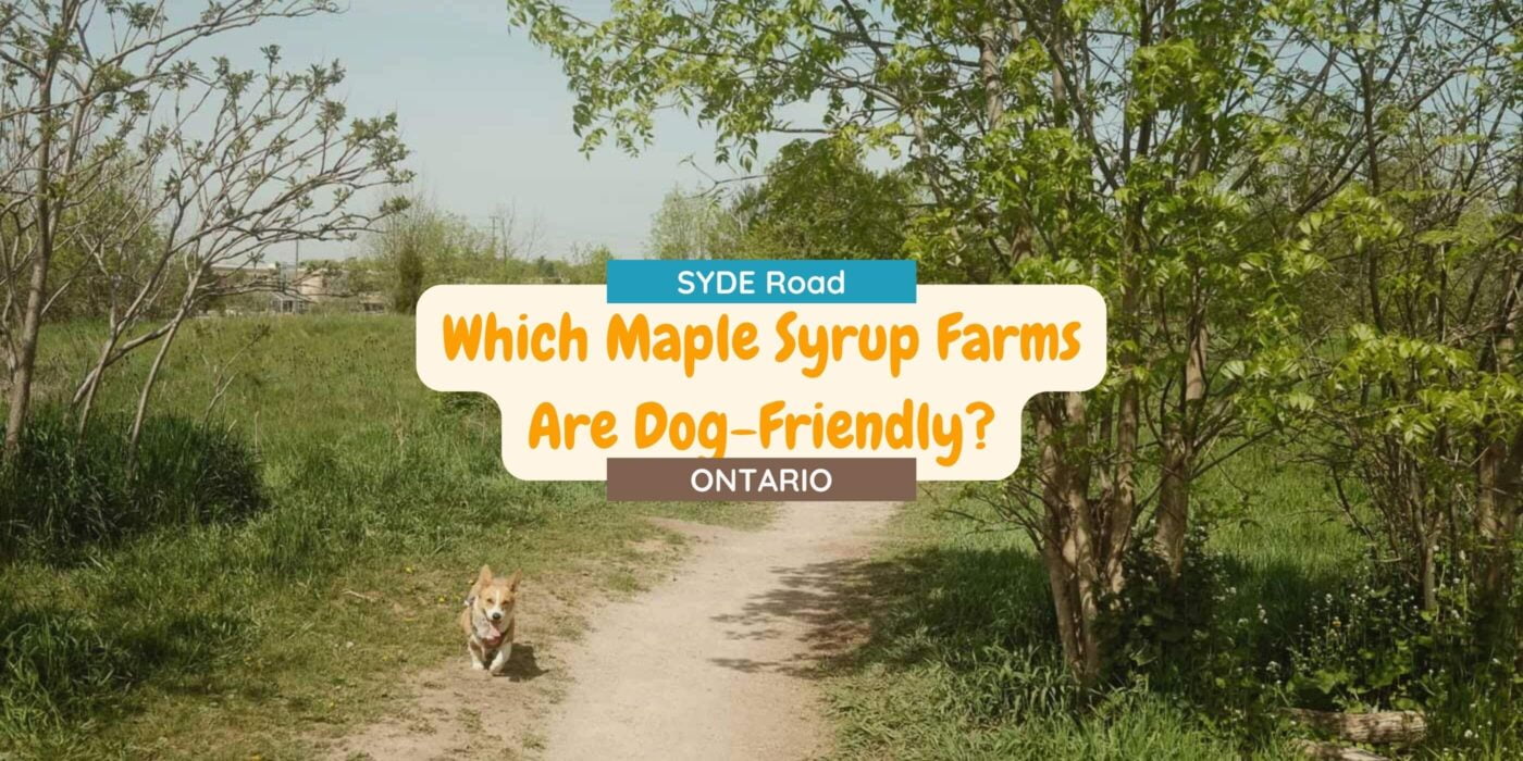 Which Maple Syrup Farms in Ontario Are Dog-Friendly?