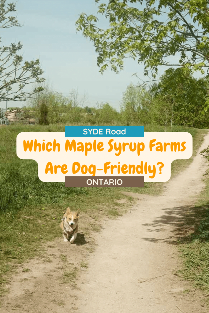 Red and White Corgi in a Julius K-9 IDC Longwalk Harness running on a dirt path at Bronte Creek Provincial Park. Image has text overlay: SYDE Road Which Maple Syrup Farms Are Dog-Friendly? Ontario. Image is used as a Pinterest Pin.